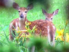 gardens protected by deer repellent