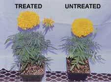 a natural fertilizer and an animal repellent