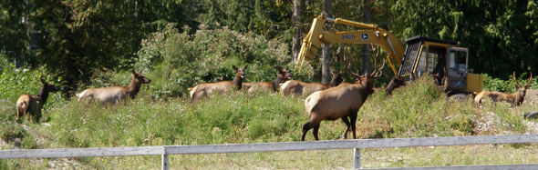 Controlling Deer and Elk