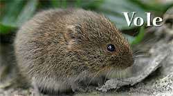 Vole (Common Field Mouse)