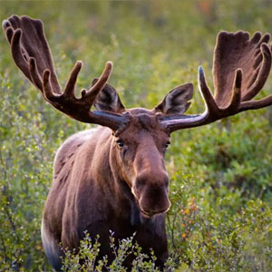 moose