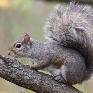 squirrel