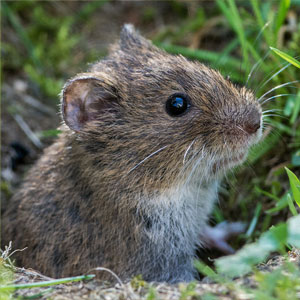vole