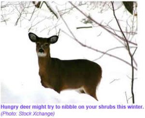 hungry-deer