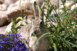 rabbit-eating-flowers