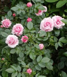 rose-garden