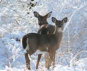 winter-deer