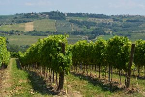 Siena_vineyards