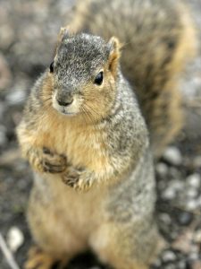 Squirrel DetNews