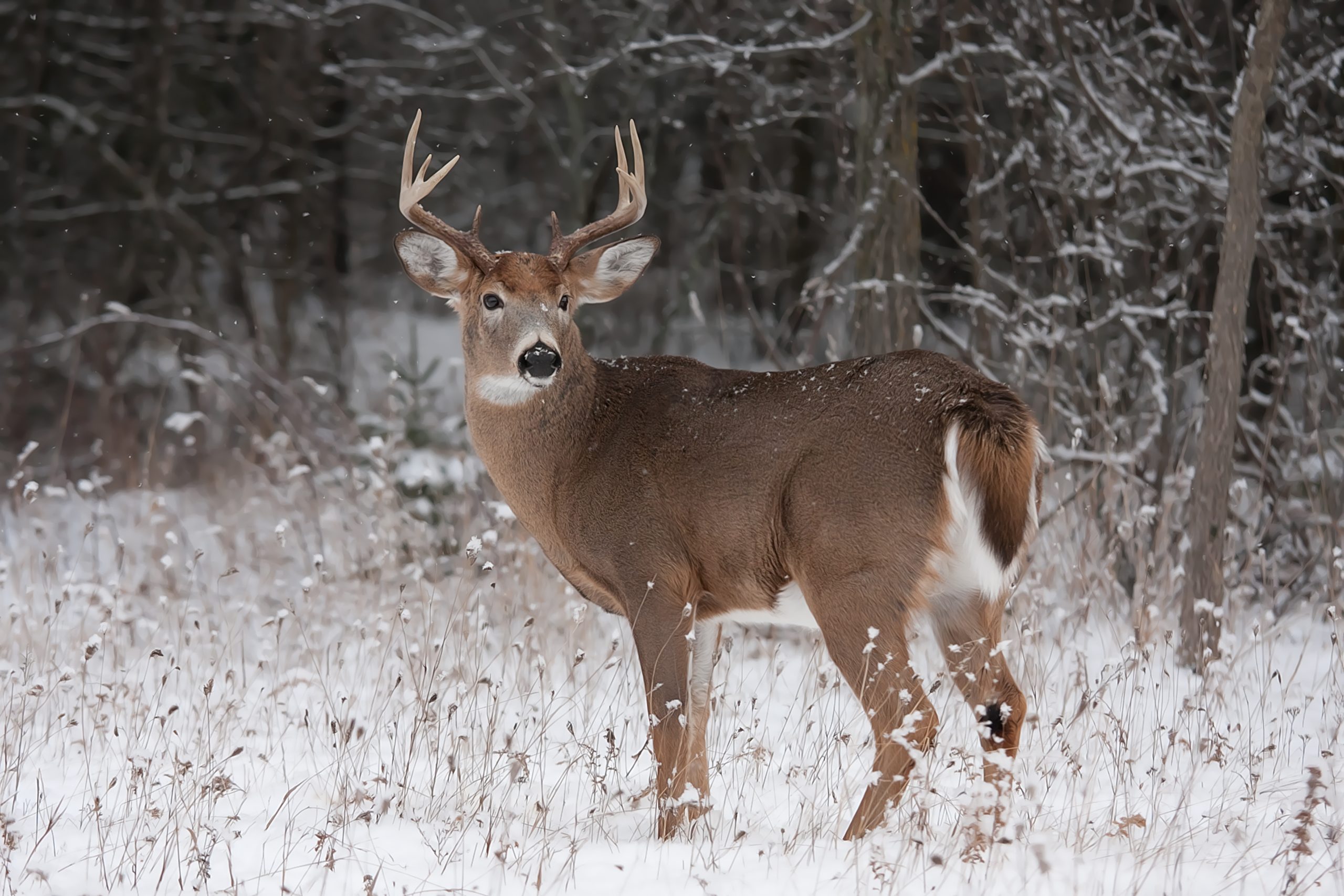 every-season-is-deer-season-protect-your-plants-plantskydd