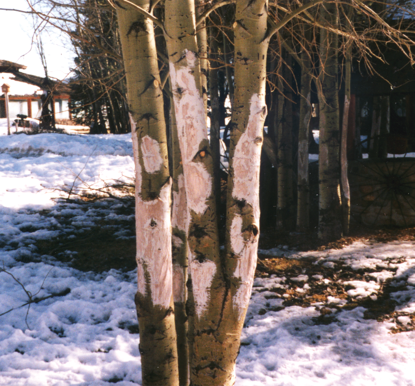 Use Plantskydd Deer and Elk Repellent to prevent damage to aspen and other trees