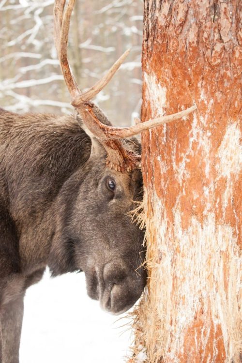 Use Plantskydd Deer Elk and Moose Repellent to prevent rubbing damage overwinter