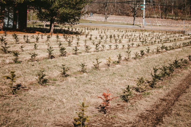 Healthy Tree Farm