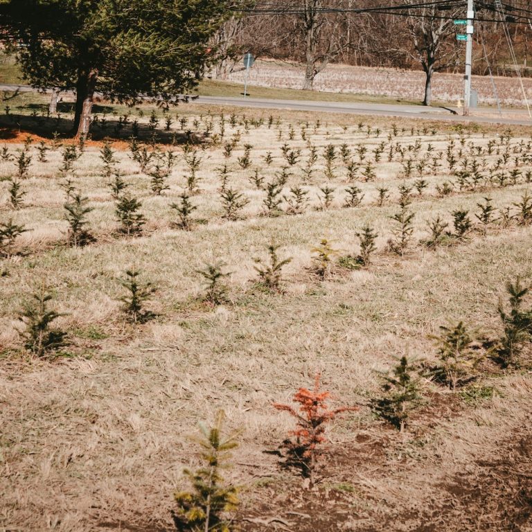 Healthy Tree Farm