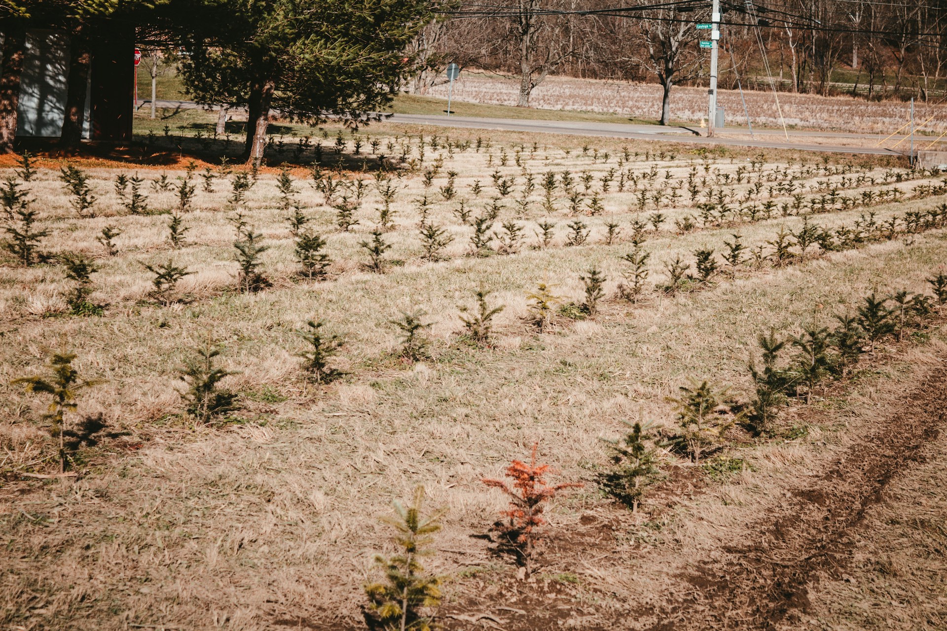 Healthy Tree Farm