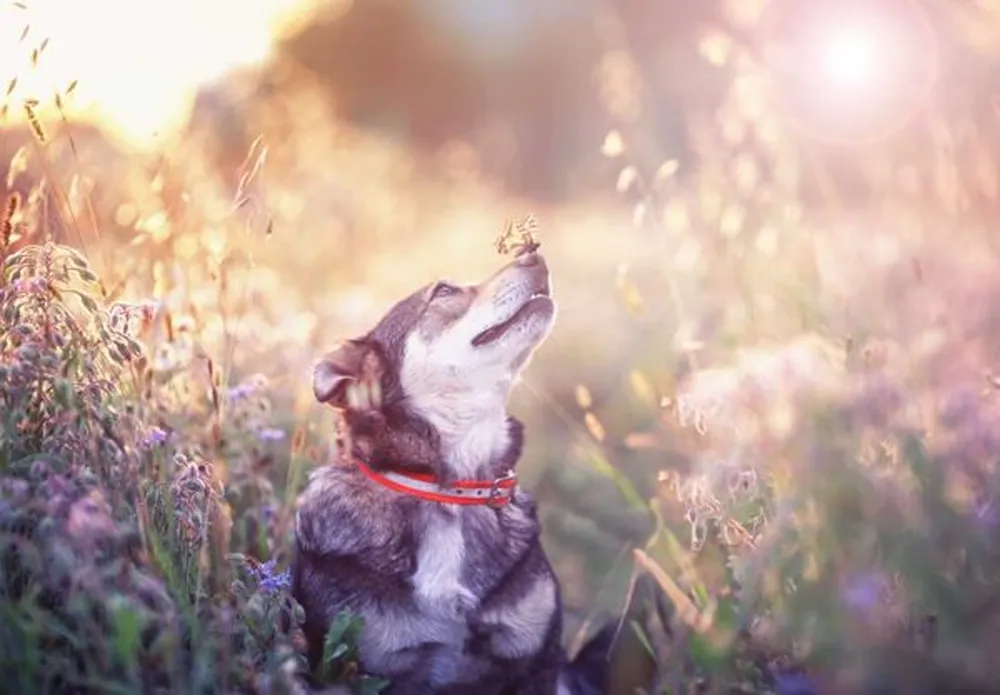 Dog in a field